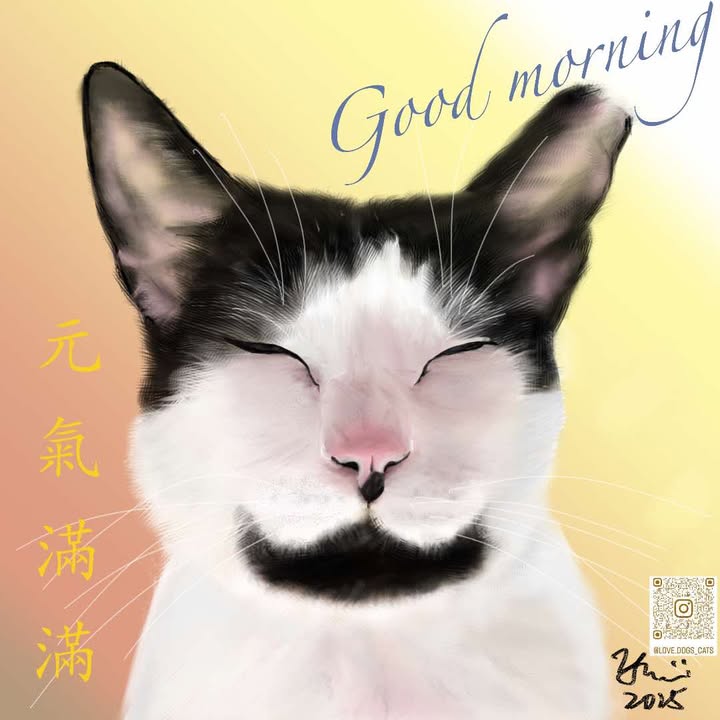 貓咪裝胸管