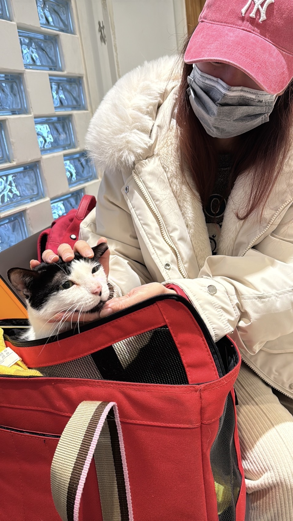 貓咪裝胸管