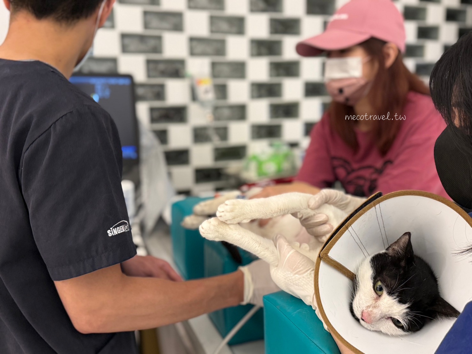 貓咪胸管掉了