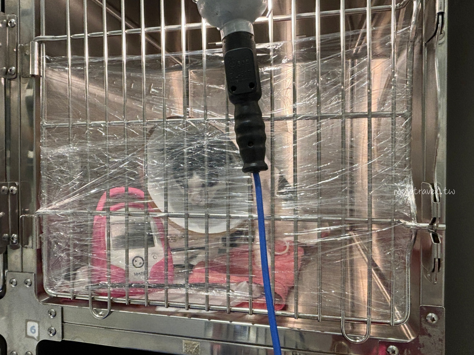 貓咪胸管掉了