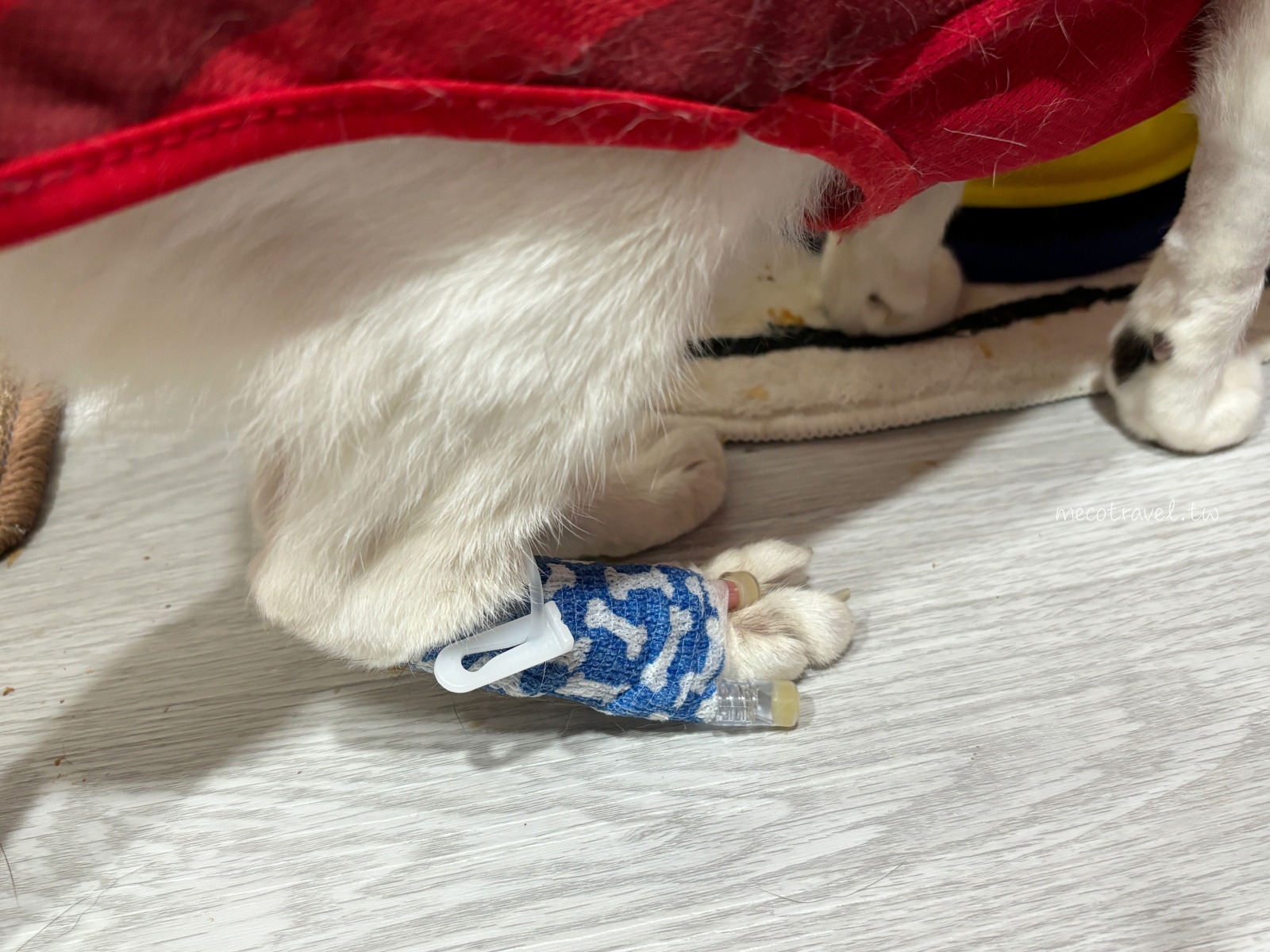貓咪胸管掉了