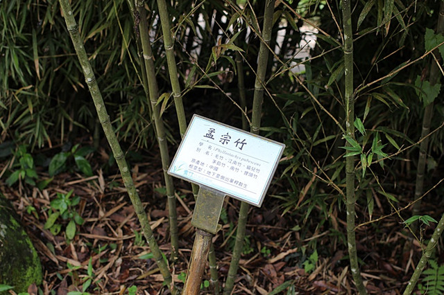 南投美食小吃旅遊景點