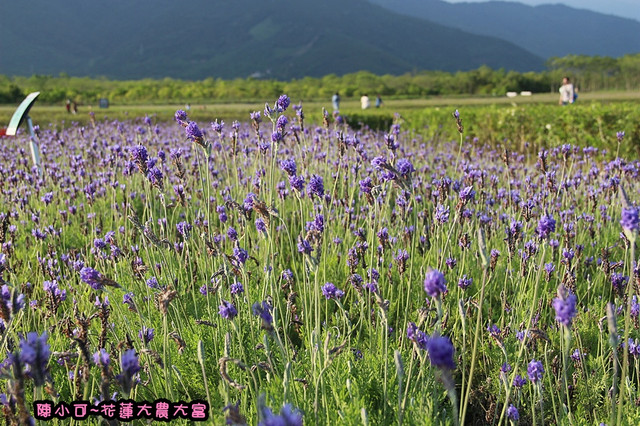 【花蓮旅遊景點推薦】大農大富平地森林，花蓮熱氣球