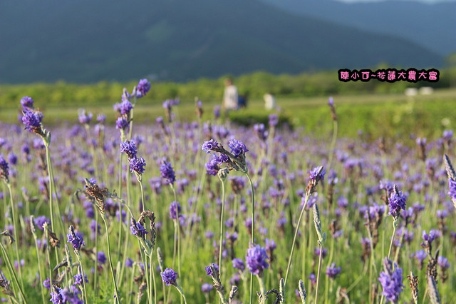 【花蓮旅遊景點推薦】大農大富平地森林，花蓮熱氣球
