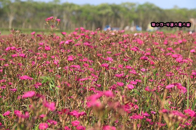 大農大富平地森林,花蓮旅遊,花蓮景點,花蓮熱氣球,花蓮美食小吃旅遊景點 @陳小可的吃喝玩樂 【花蓮旅遊景點推薦】大農大富平地森林,花蓮熱氣球