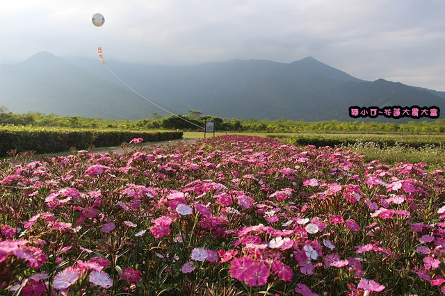 【花蓮旅遊景點推薦】大農大富平地森林，花蓮熱氣球