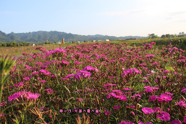【花蓮旅遊景點推薦】大農大富平地森林，花蓮熱氣球