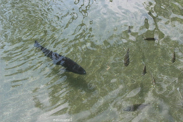 立川漁場,美食,花蓮旅遊,花蓮美食,花蓮美食小吃旅遊景點