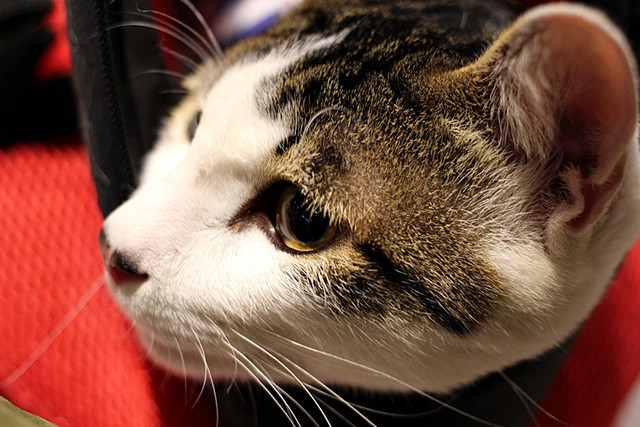 甜點︱下午茶︱早午餐 @陳小可的吃喝玩樂 甜點︱下午茶︱早午餐