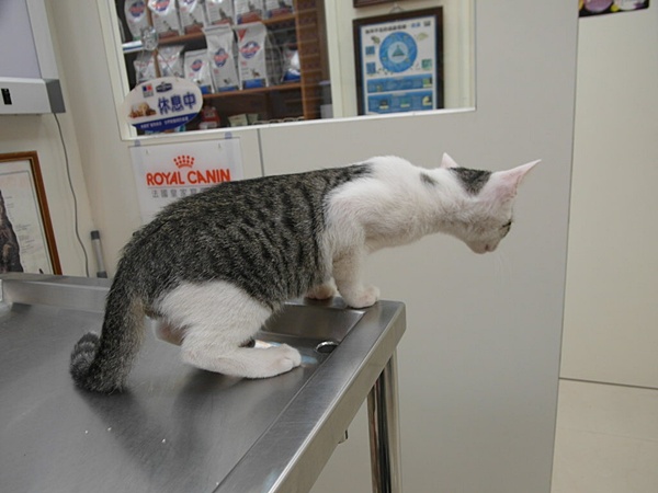 生活記事,貓咪,阿貴 @陳小可的吃喝玩樂 生活記事,貓咪,阿貴