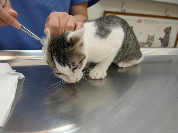 生活記事,貓咪,阿貴 @陳小可的吃喝玩樂 生活記事,貓咪,阿貴