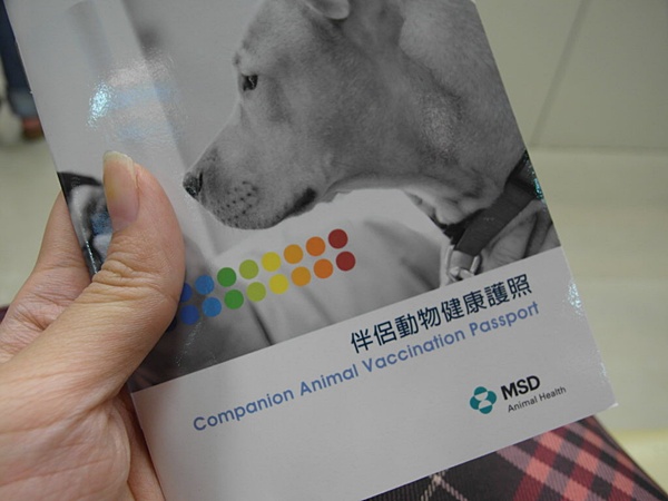 生活記事,貓咪,阿貴 @陳小可的吃喝玩樂 生活記事,貓咪,阿貴