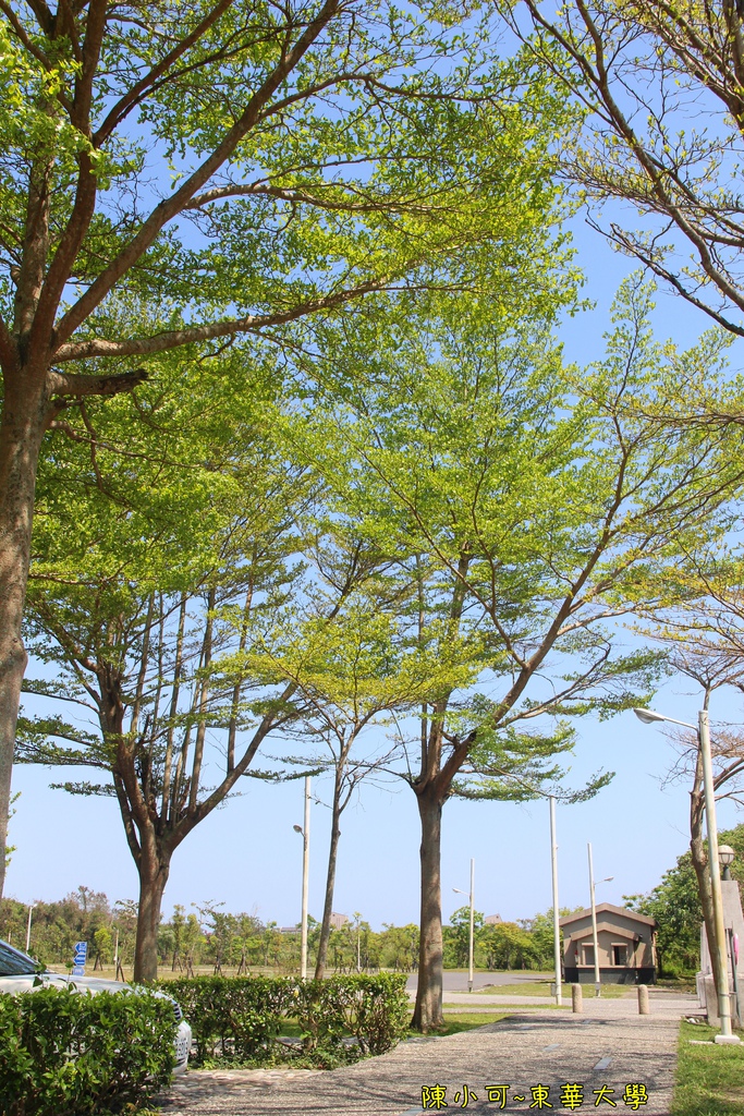 花蓮 東華大學