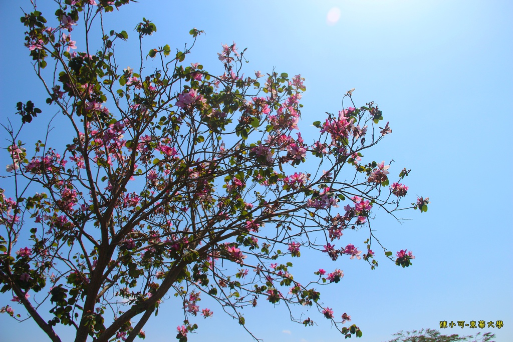 花蓮 東華大學