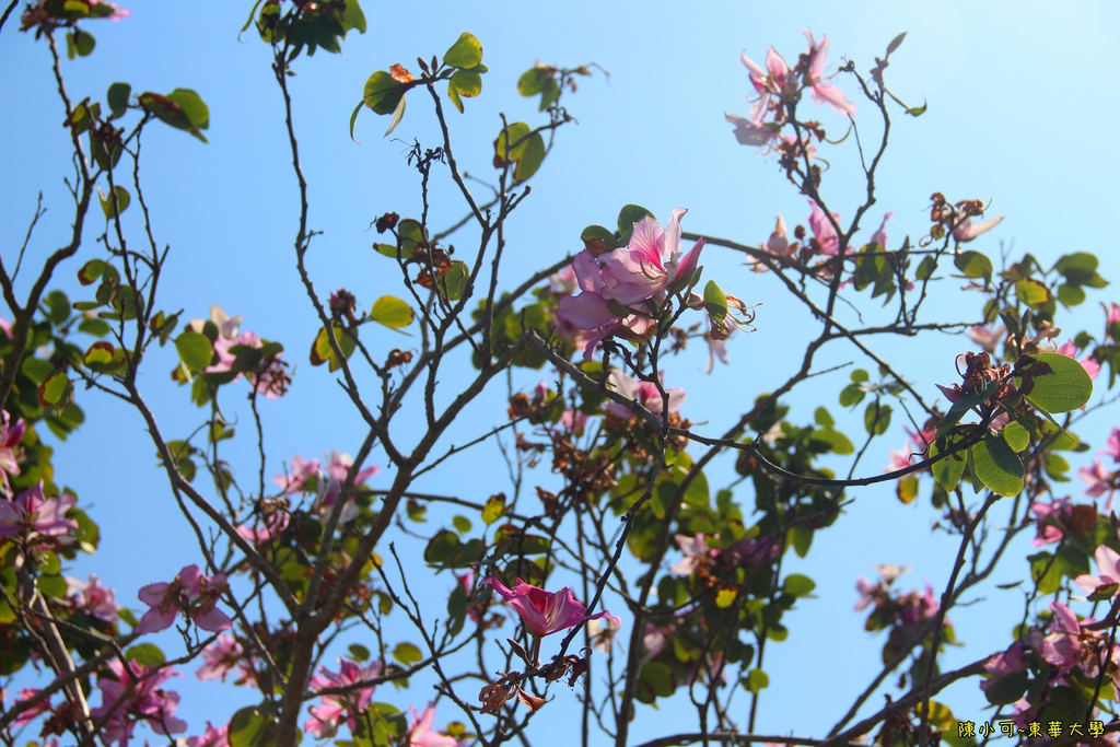 花蓮 東華大學