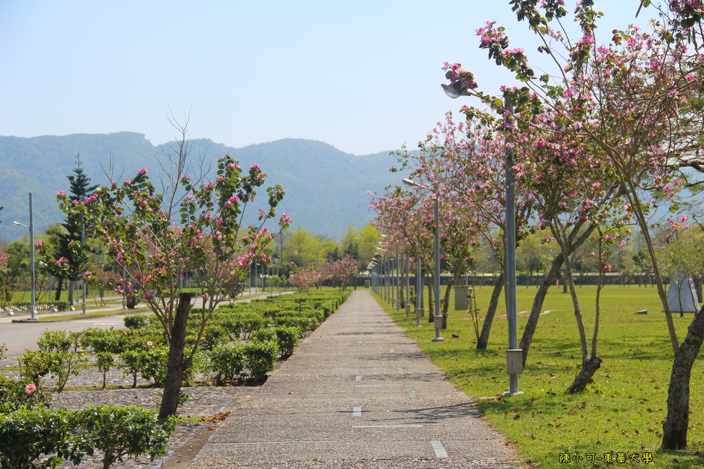 花蓮 東華大學