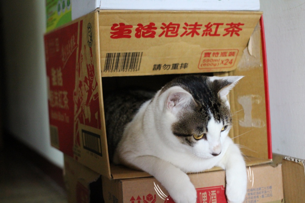貓咪的窩  自己做貓咪的窩  紙箱