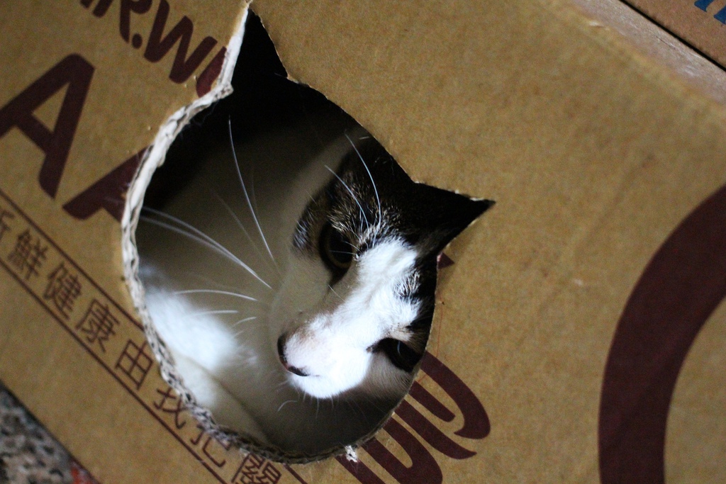 貓咪的窩 自己做貓咪的窩  紙箱