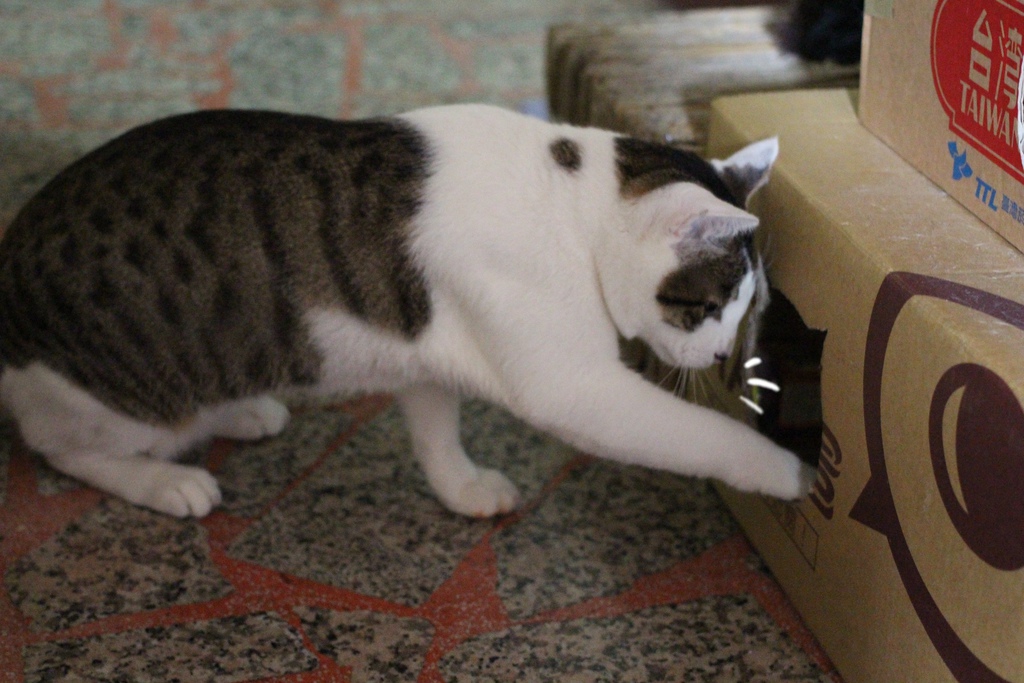 自己做貓咪的窩  紙箱