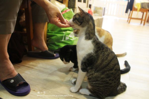 這裡有貓 輕食屋cafe