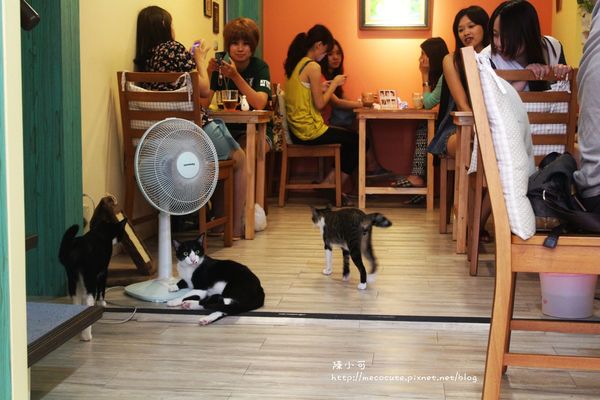 這裡有貓 輕食屋cafe