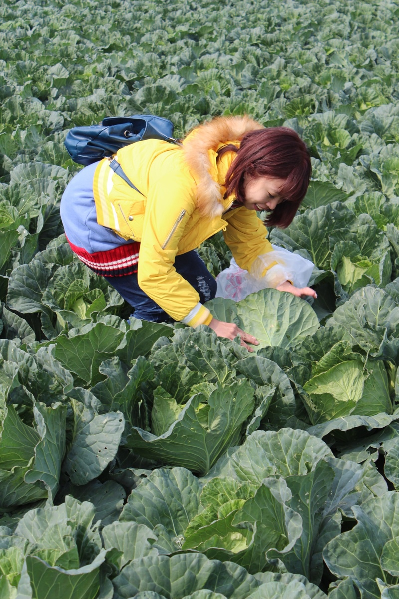 雲林土庫 踩高麗菜  台式泡菜DIY