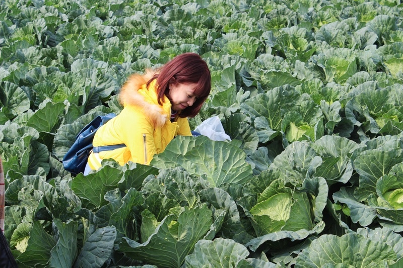 雲林土庫 踩高麗菜  台式泡菜DIY