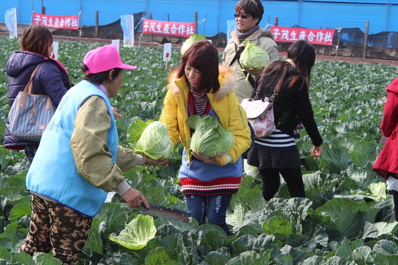 雲林土庫 踩高麗菜  台式泡菜DIY