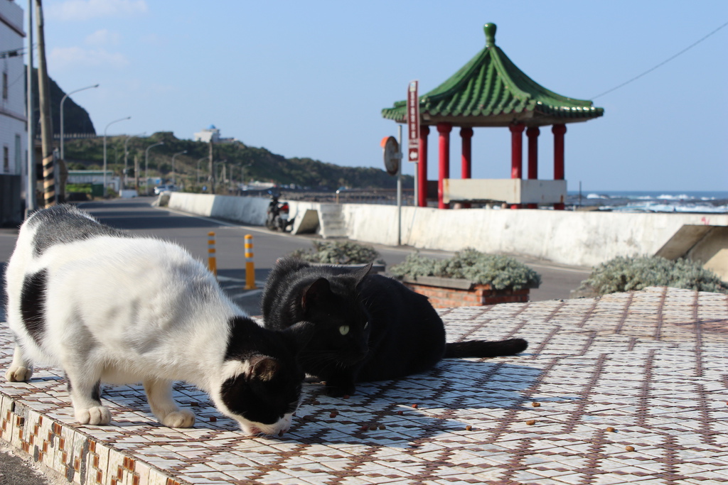 宜蘭馬崗 貓村 貓鄉 拍貓咪 台北到馬岡一日遊 