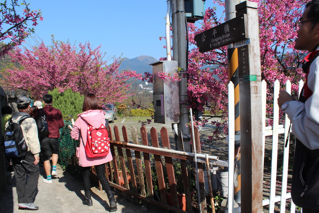 平菁街櫻花 陽明山櫻花 2014陽明山一日遊 阿貴看櫻花