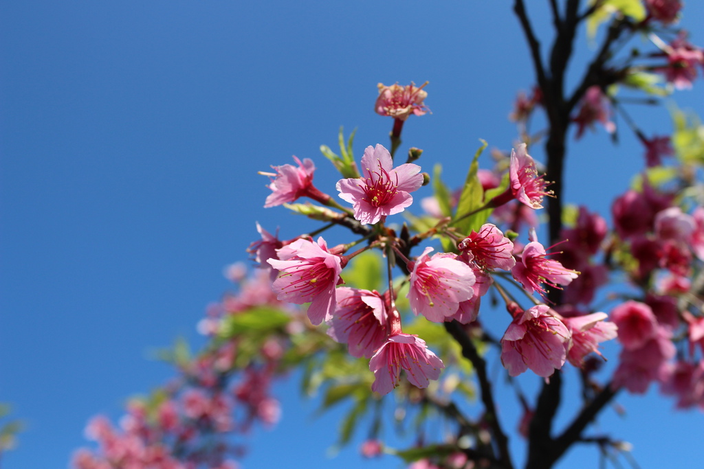 平菁街櫻花 陽明山櫻花 2014陽明山一日遊 阿貴看櫻花