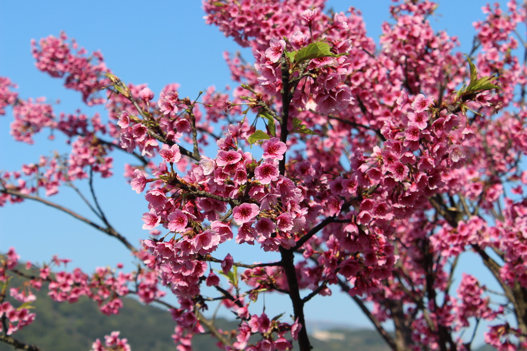 平菁街櫻花 陽明山櫻花 2014陽明山一日遊 阿貴看櫻花