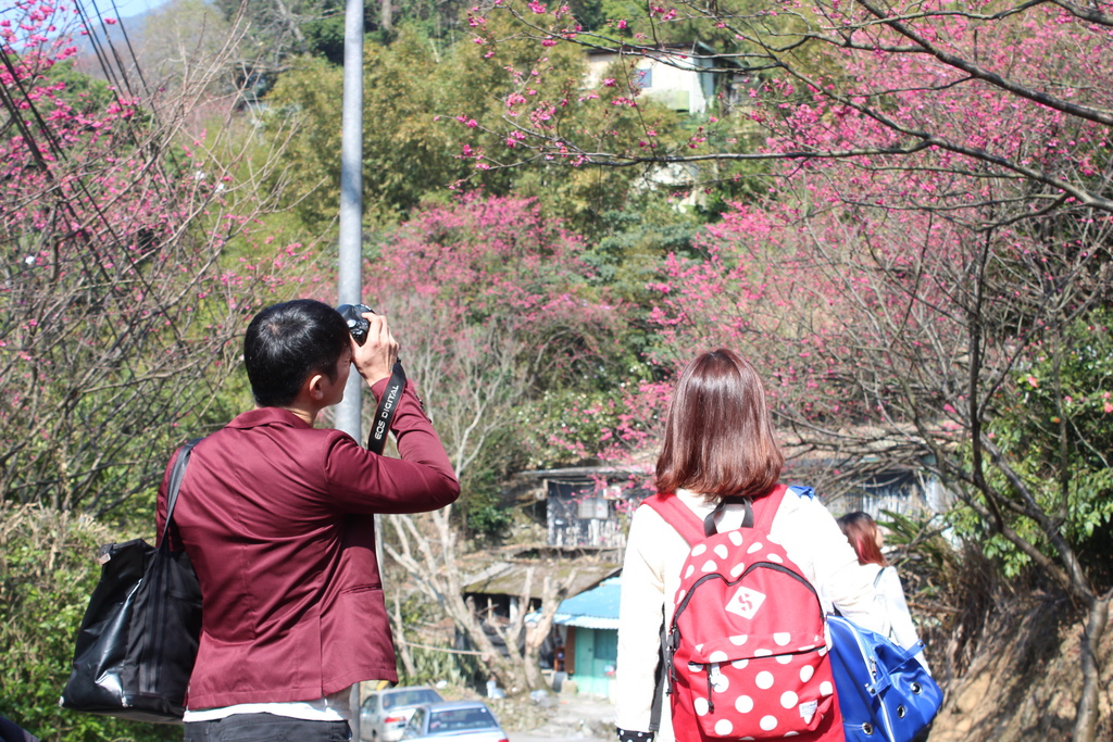 平菁街櫻花 陽明山櫻花 2014陽明山一日遊 阿貴看櫻花