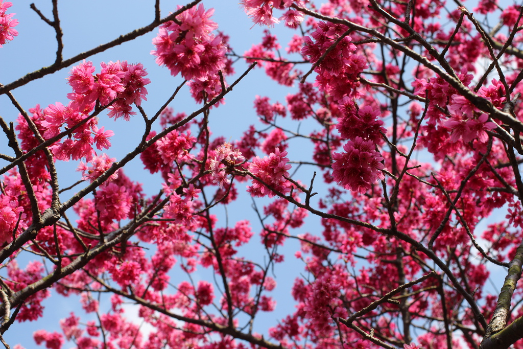 平菁街櫻花 陽明山櫻花 2014陽明山一日遊 阿貴看櫻花