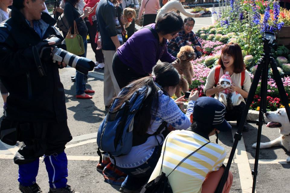 平菁街櫻花 陽明山櫻花 2014陽明山一日遊 阿貴看櫻花