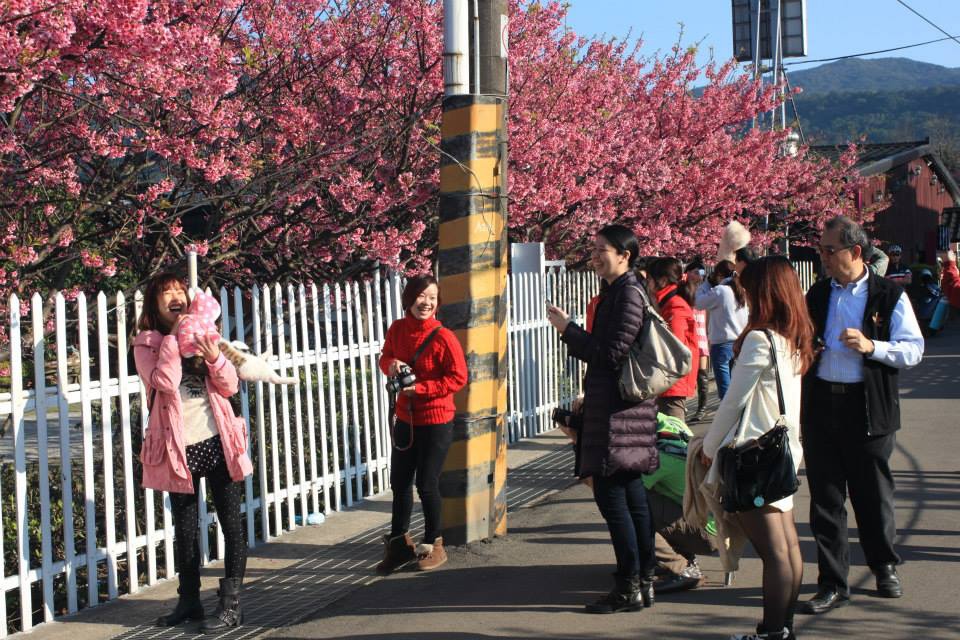 平菁街櫻花 陽明山櫻花 2014陽明山一日遊 阿貴看櫻花