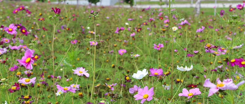 幸福水漾公園 新北市三重旅遊景點 大台北都會公園