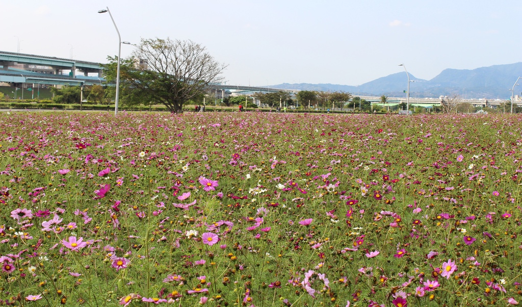 幸福水漾公園 新北市三重旅遊景點 大台北都會公園