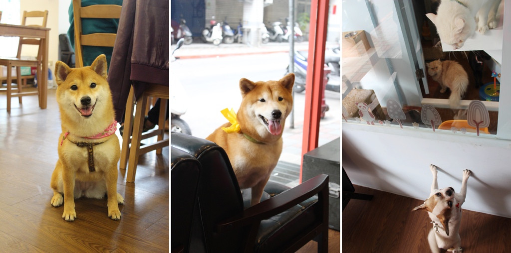 Tiere Pet Hotel / 堤柇 寵物住宿 人文咖啡新北板橋早午餐輕食 寵物餐廳 可以帶寵物的餐廳