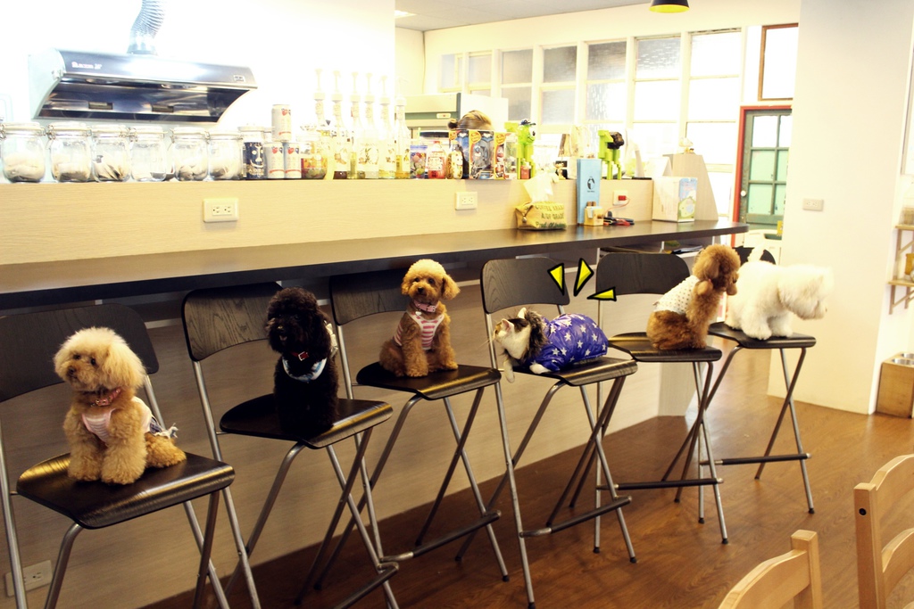 新北市板橋寵物餐廳 可帶寵物的餐廳
