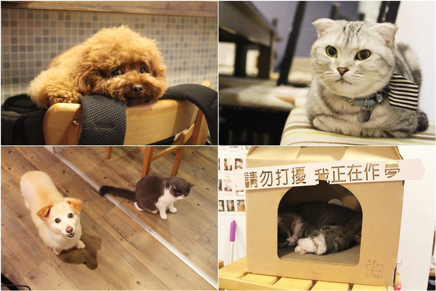 小春日和 動物雜貨．珈啡 台北咖啡館 民生社區咖啡館 可以帶寵物 店內有貓咪