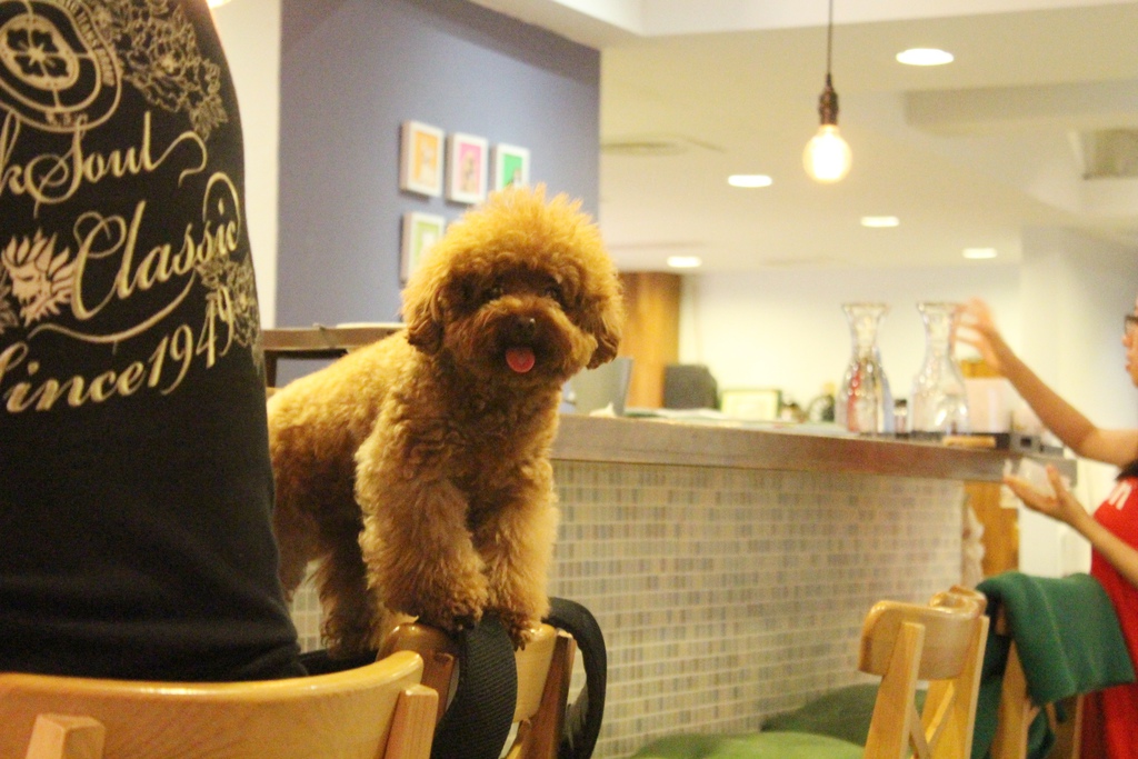 小春日和 動物雜貨．珈啡 台北咖啡館 民生社區咖啡館 可以帶寵物 店內有貓咪