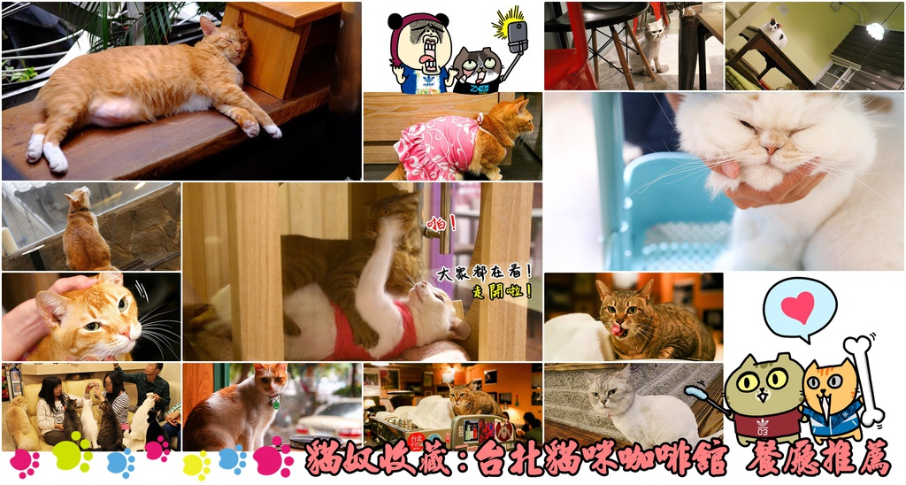 台北旅遊。推薦台北有貓咪的咖啡館【貓奴天堂】貓咪坐檯當店長,台北咖啡館/餐廳有貓咪