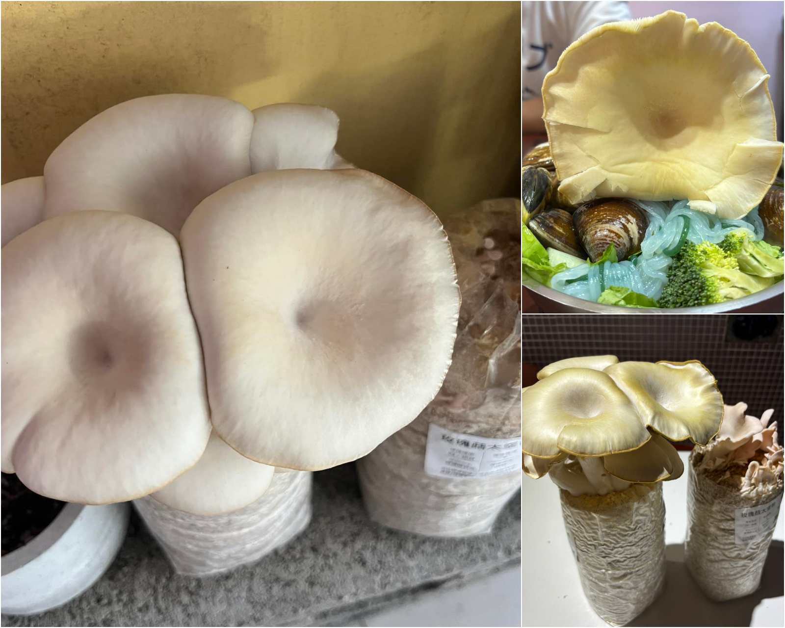 埔里景點, 南投埔里景點,豐年靈芝菇類生態農場,豐年靈芝菇類生態農場評價